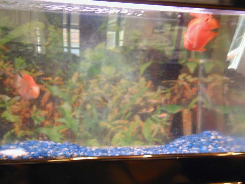 01_Fish_Tank